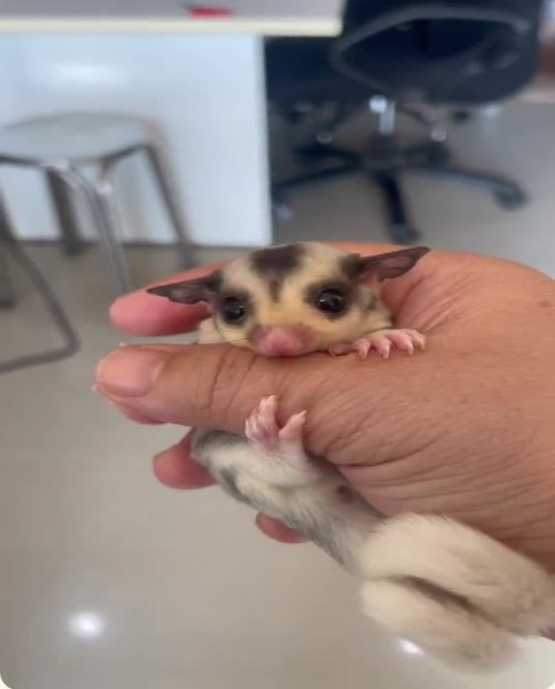 Sugar glider at Get Guide Farm