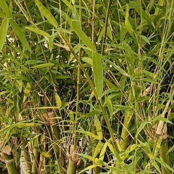 Bamboo seedlings
