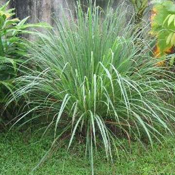 Fresh lemongrass from the farm