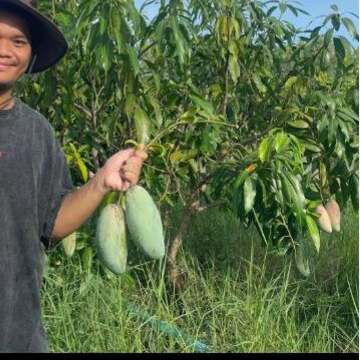 Three-flavour mango