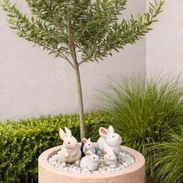 Arbequina olive tree in a pot