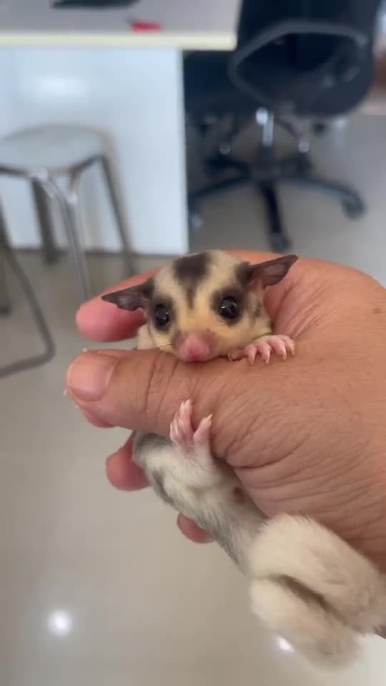 ชูการ์ไกลเดอร์ ซูก้า เพาะเองโดยเก็ตไกด์ฟาร์ม นัดรับในกรุงเทพฯ