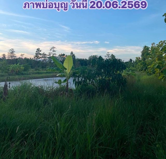 บ่อบุญในปี 2569 ต้นไม้รอบบ่อเขียวครึ้ม