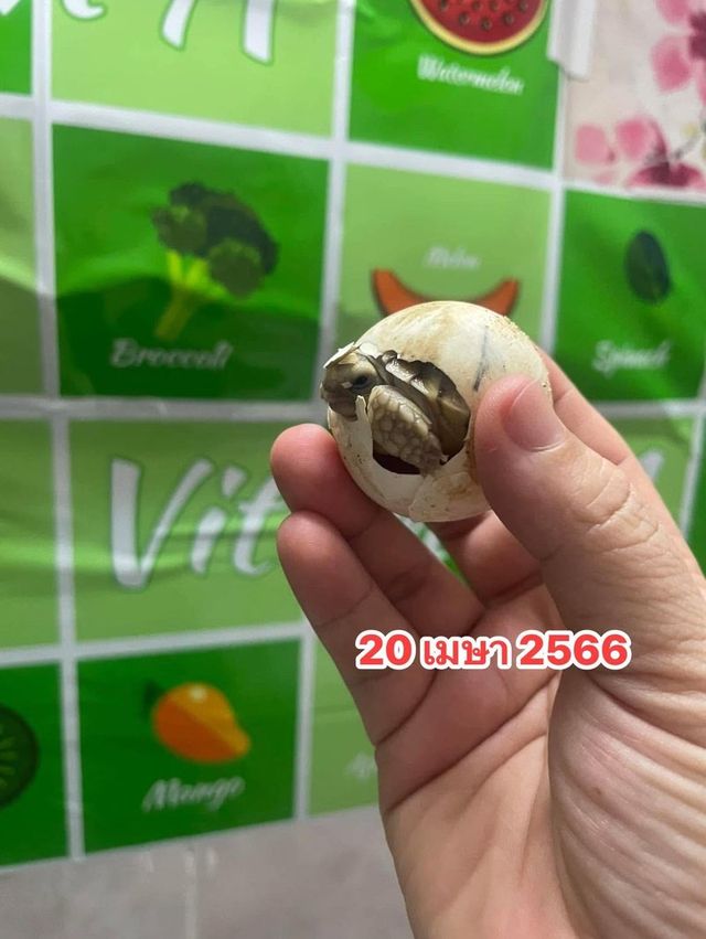 ลูกเต่าซูคาต้าตัวแรกของเก็ตไกด์ฟาร์ม เมษายน 2566